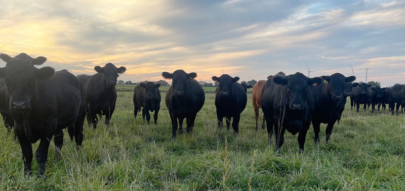 What’s the Difference Between Pasture-Raised and Grass-Fed Beef?