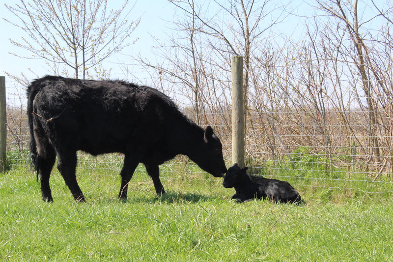 Farm-to-Table: The Journey of Our Beef