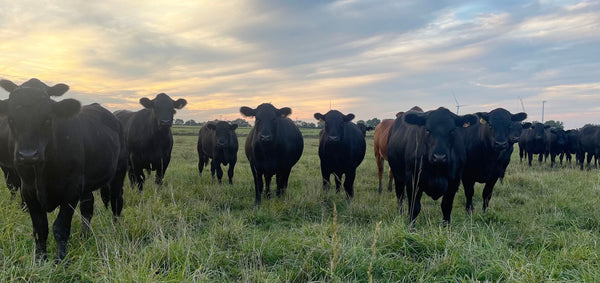 Pasture-Raised vs. Grass-Fed Beef: What’s the Difference? – Midwest ...