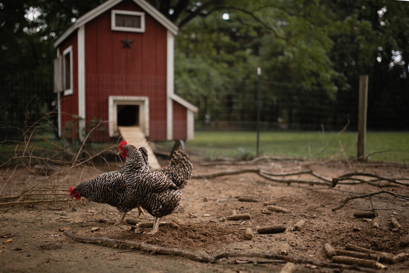 Ready to be a Backyard Chicken Tender?